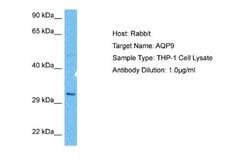 Aquaporin-9 Rabbit anti-Human, Polyclonal, Novus Biologicals 0.1ml; Unconjugated:Antibodies,